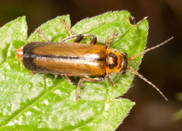 cantaride: Cantharis terminata