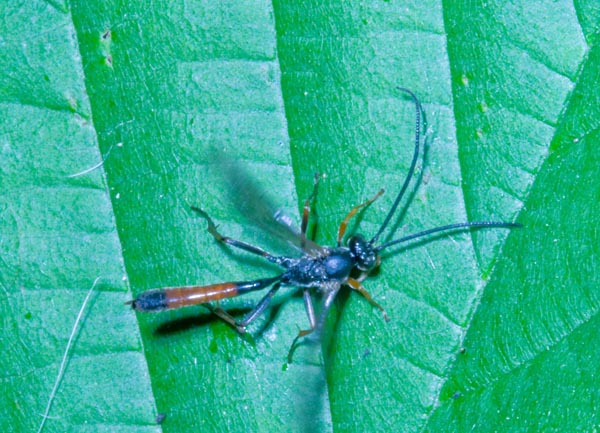 Ichneumonidae.