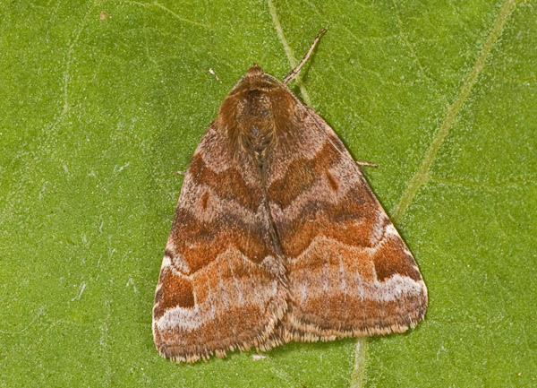 farfalla : Euclidia glyphica