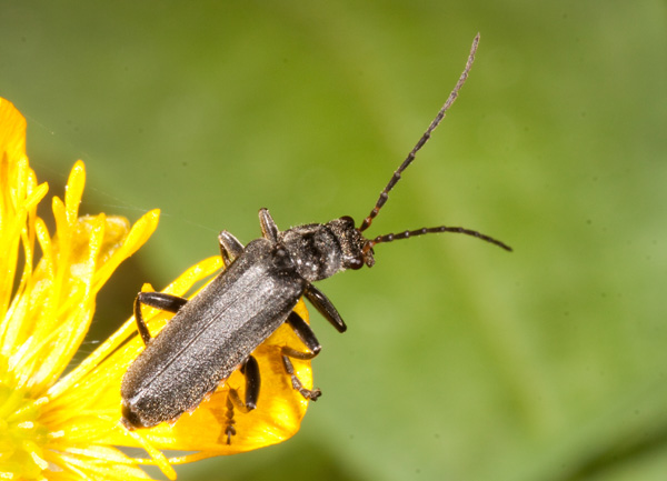 Cantharis tristis