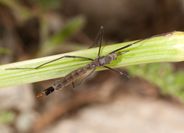 tipula senza ali