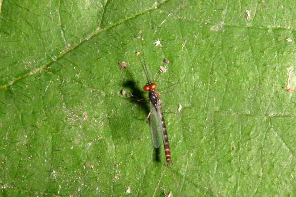 Habrophlebia sp.