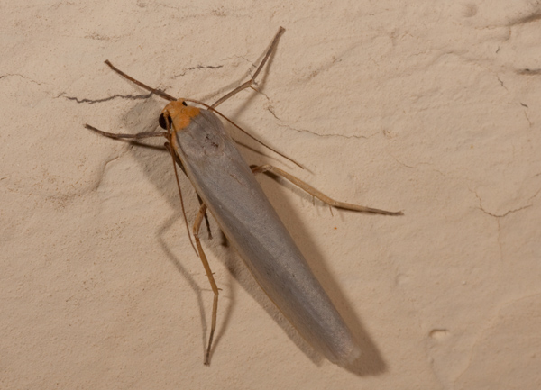 farfallina