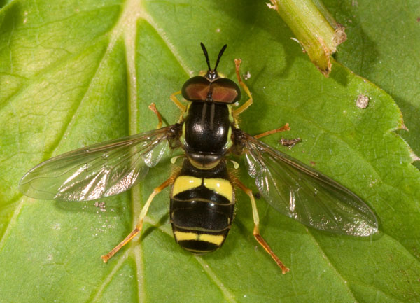 Chrysotoxum bicinctum M (Syrphidae)