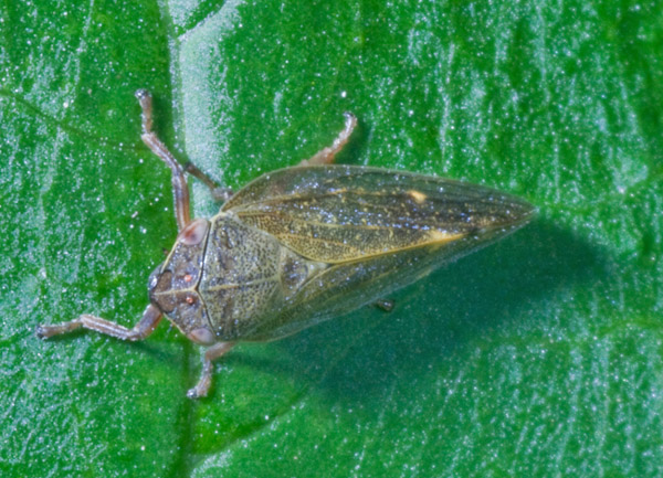 cercopidae? [ Aphrophoridae: Aphrophora cf. salicina ? ]