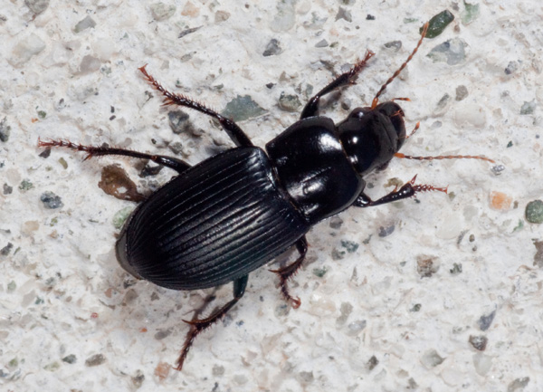 tenebrionidae^. No, Carabidae