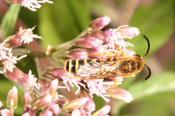 Imenottero: Halictus cf. scabiosae