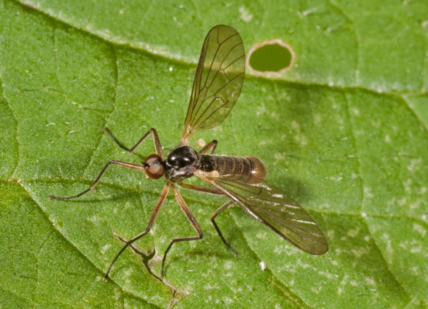 Brachystoma vesiculosum (Brachystomatidae)