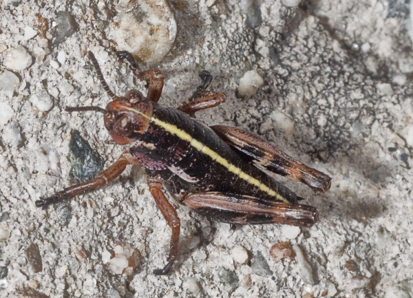 Cavalletta: probabile Acrididae Melanoplinae