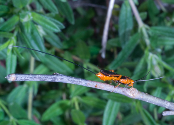 Braconidae.