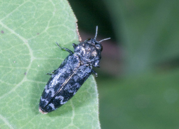 Coraebus rubi (Buprestidae)