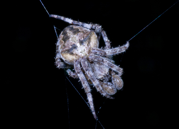 Araneus angulatus