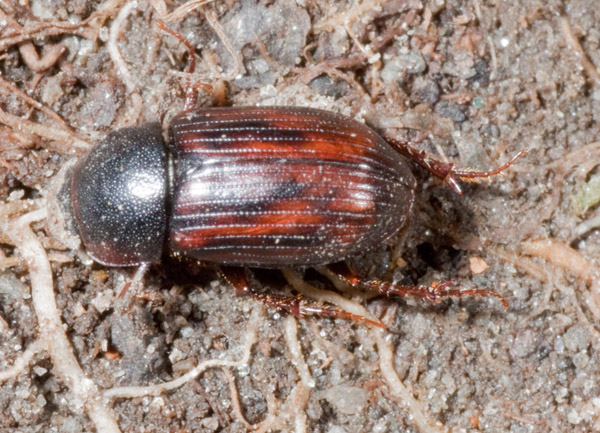 coleottero: Aphodius