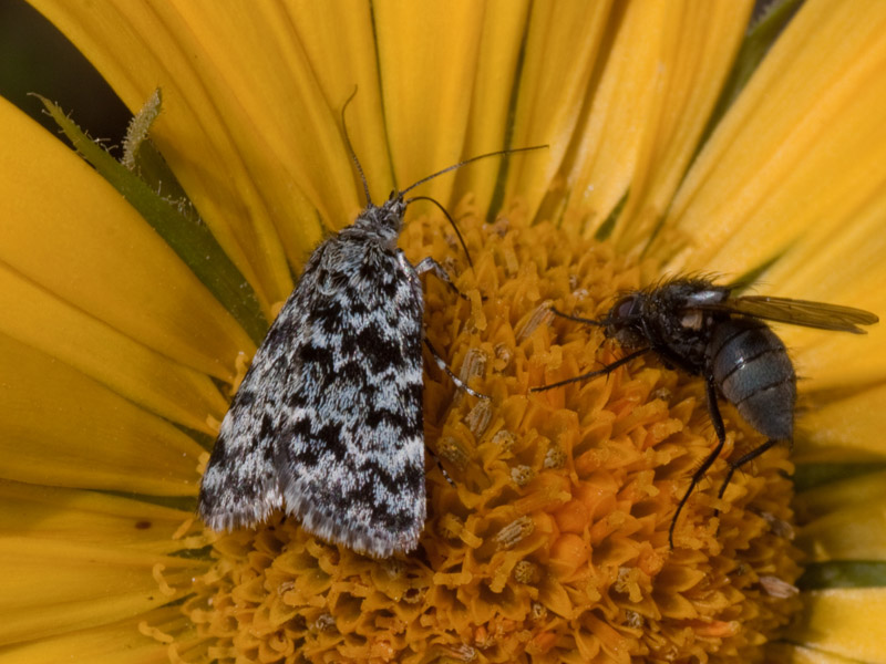 farfallina - Orenaia alpestralis