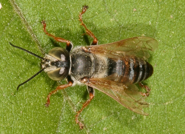 Tachytes sp. (Crabronidae)