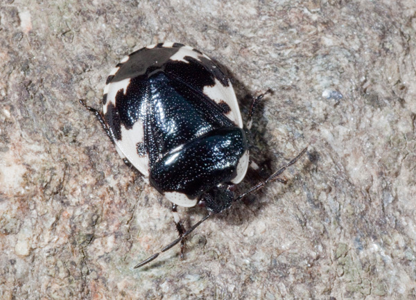 Cydnidae: Tritomegas rotundipennis