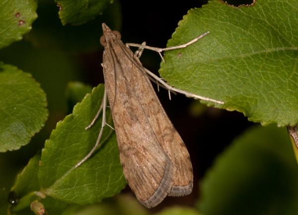 crambidae? - Nomophila noctuella