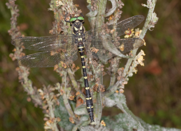 libellula