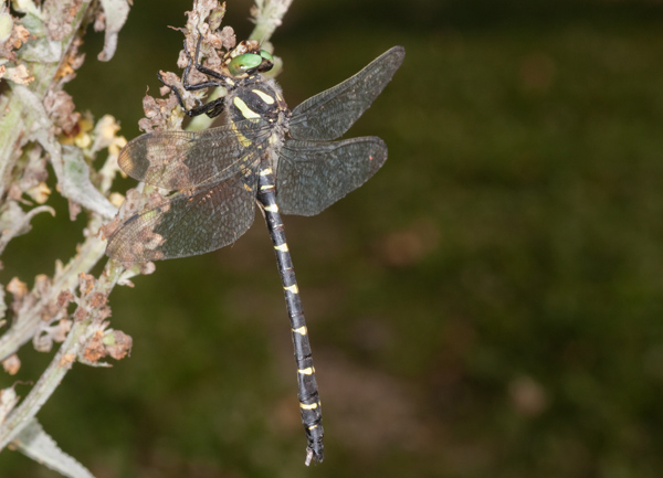libellula