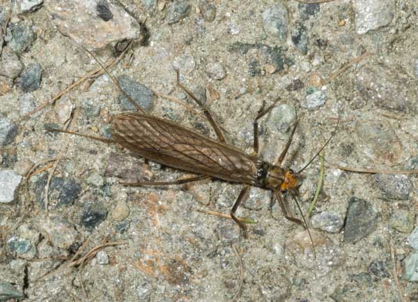 Perla grandis