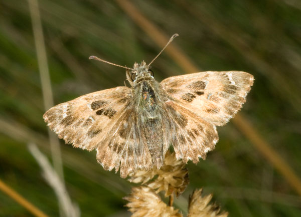 Carcharodus alceae