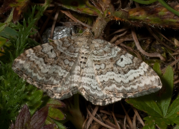 geometridae? Epirrhoe molluginata