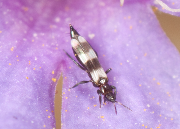 Aeolothrips sp. (Aeolothripidae), femmina