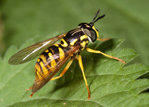 Chrysotoxum?
