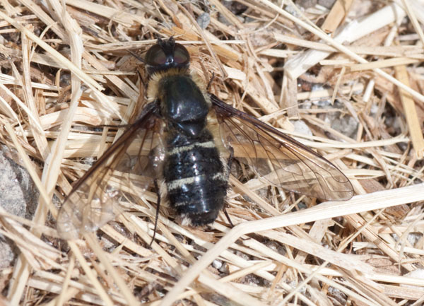 tachinidae?