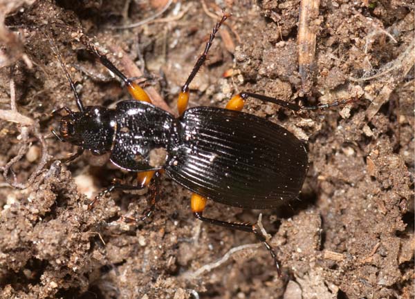 carabo? Pterostichus flavofemoratus