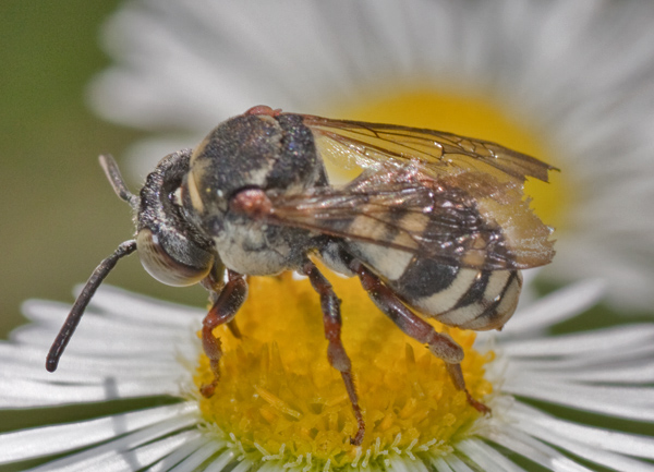 Epeolus sp. M (Apidae)