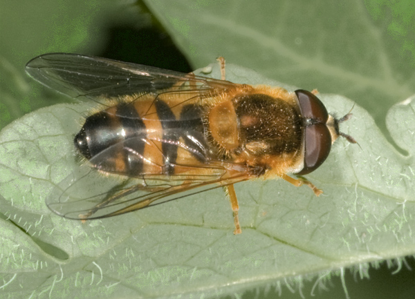 Epistrophe eligans M (Syrphidae)
