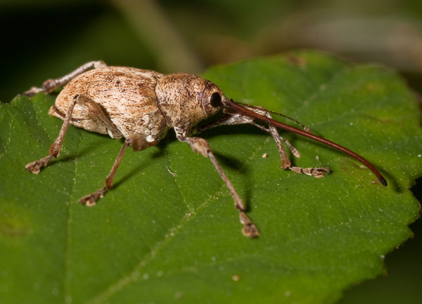 curculionidae: Curculio elephas