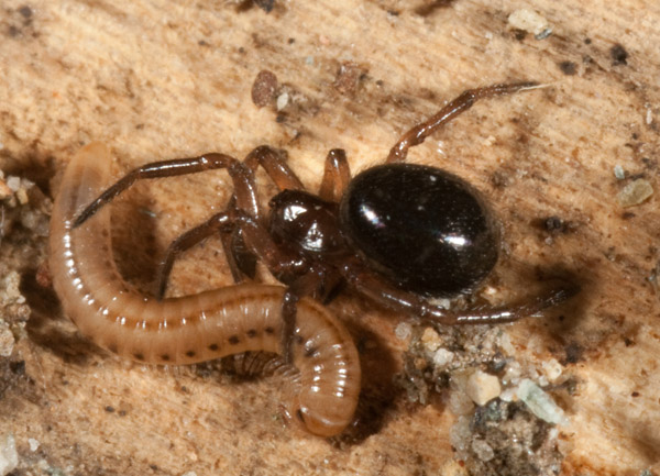 Ragno piccolo: probabile Robertus sp.
