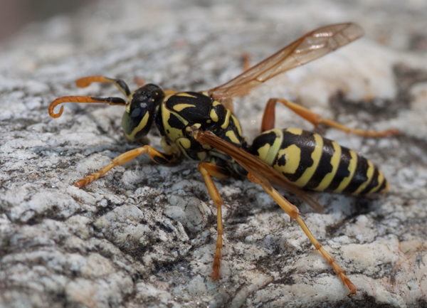 Polistes cf. dominula M  (Vespidae)
