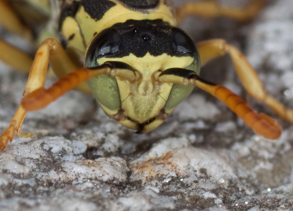 Polistes cf. dominula M  (Vespidae)