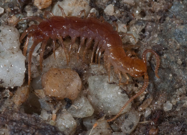 Lithobius