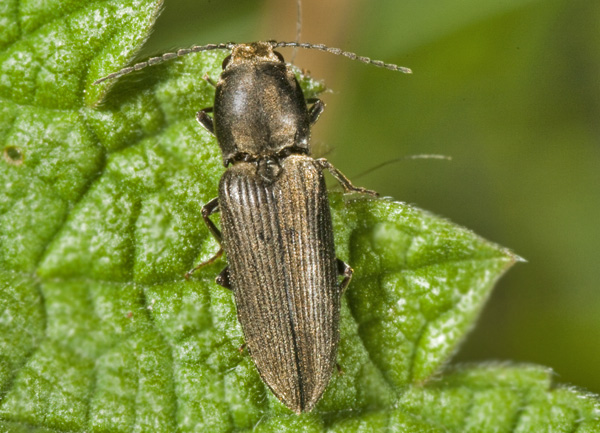 elateridae? Dicronychus cinereus