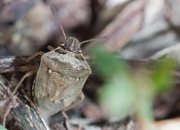 Pentatomidae: Eysarcoris ventralis del Piemonte