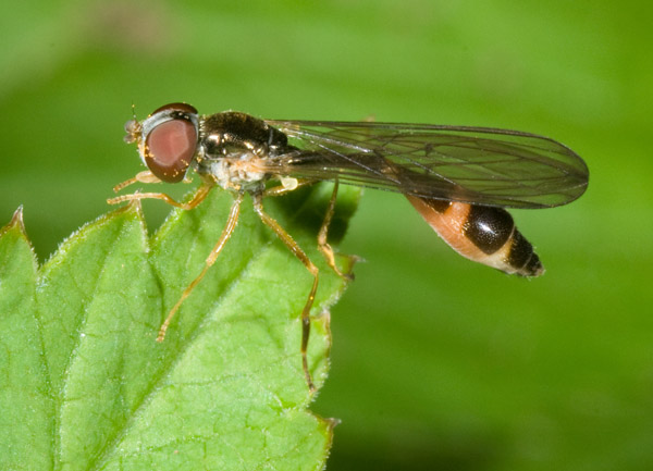 dittero