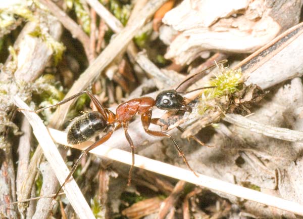 Formica: Camponotus sp.