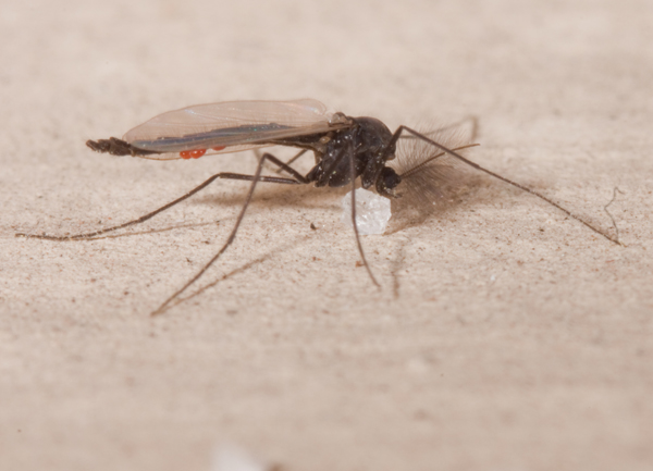 chironomidae?