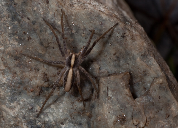Pisaura sp.