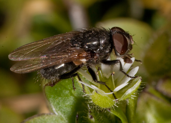 Pollenia sp. (Calliphoridae)