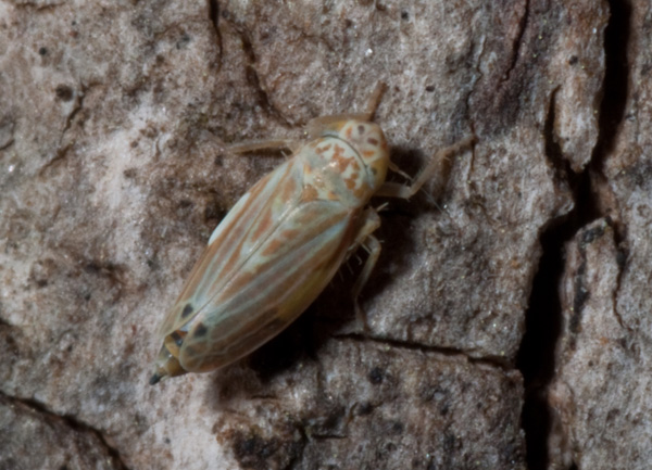 Cicadellidae