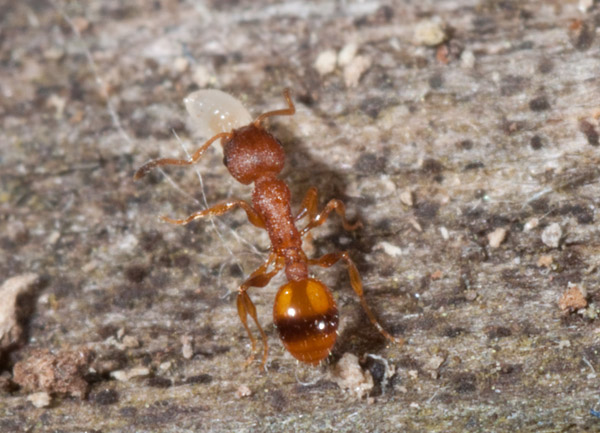 Temnothorax sp. (Formicidae)