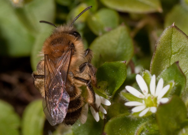 Andrena sp. (Apidae Andreninae)