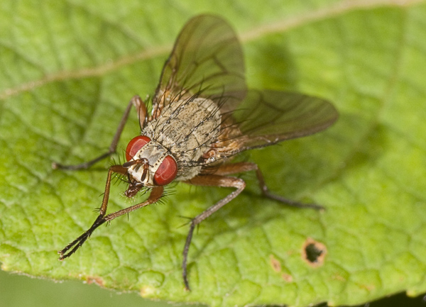 Helina sp. possibile E. impuncta (Muscidae)