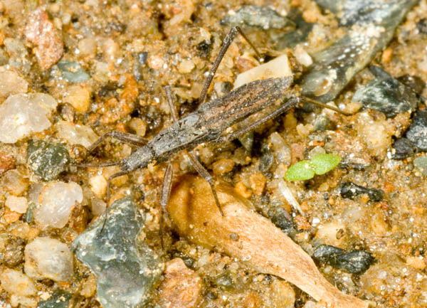 Piccolo emittero: ninfa di Pygolampis bidentata