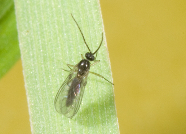 mosca piccola
